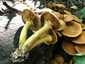 Aranysárga lánggomba (Gymnopilus junonius), Budai-hegység